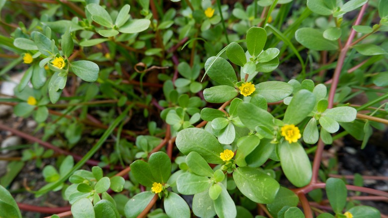 Purslane with round green leaves