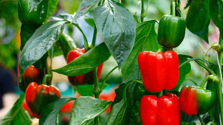 Bell sweet peppers on plant