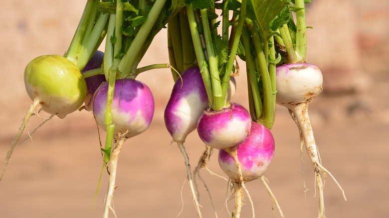 Several turnips freshly harvested 