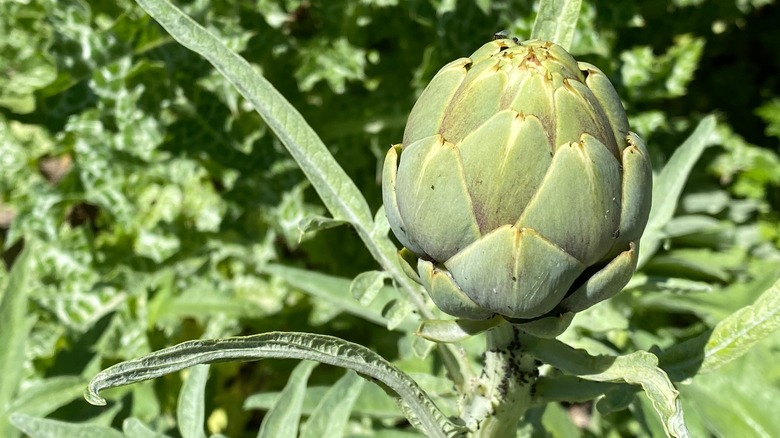 Artichoke plant growing tall