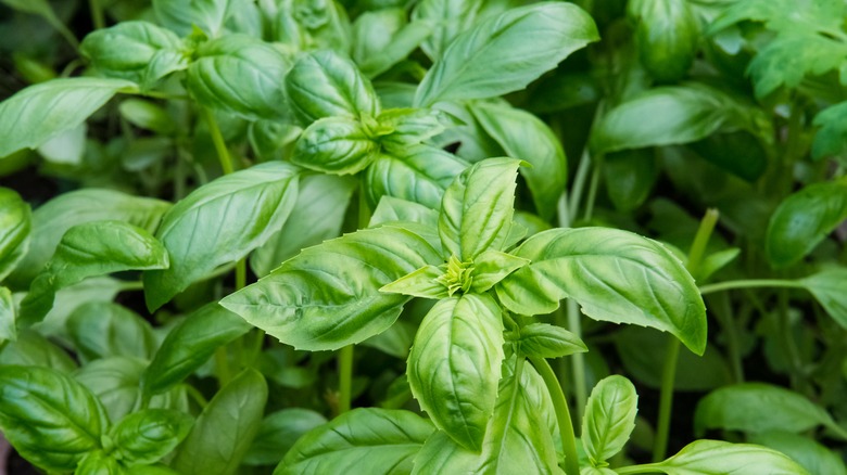 Basil plants with green leaves