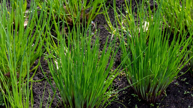 Young chives plants in soil