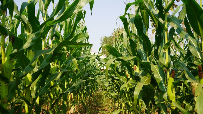 Corn feild with green stalks