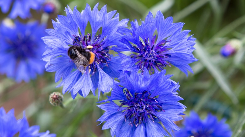 Cornflowers with a bumble bee