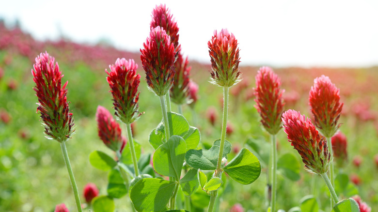 Crimson clovers in a field