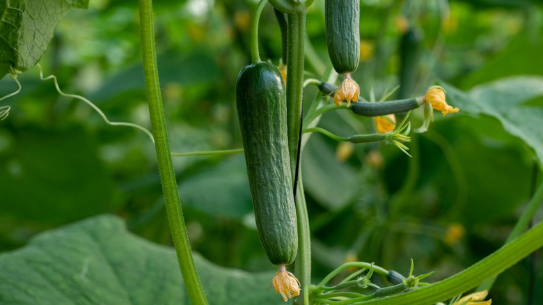 Cucumber hanging from plant