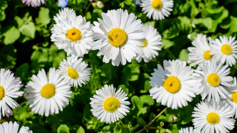 English daisies in full bloom