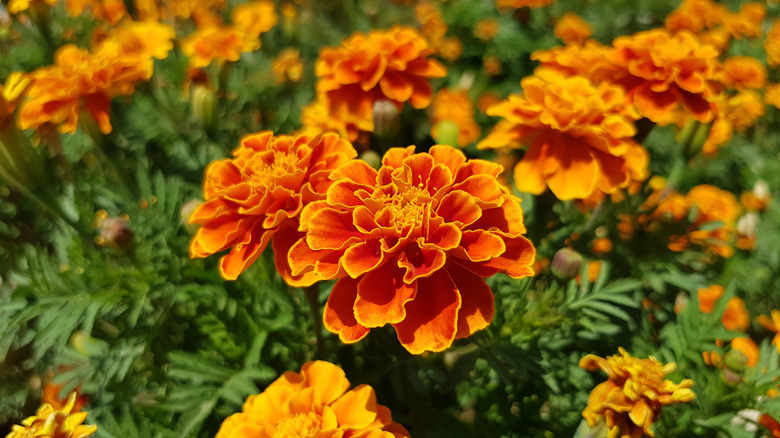 Orange-yellow French marigolds blooming