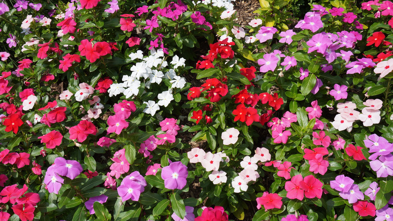 Multicolored Impatiens in bloom 