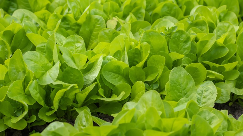 Green lettuce close up garden