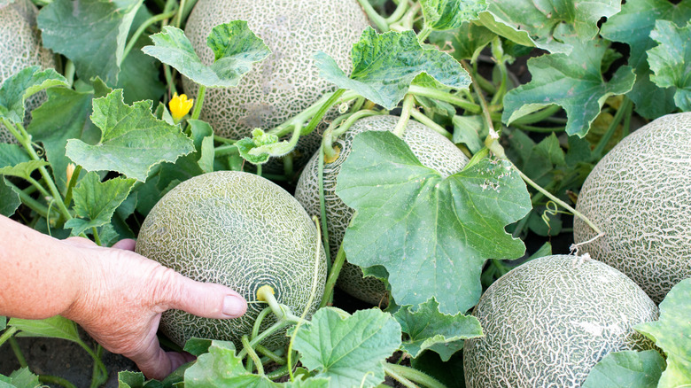 Melon plants in the garden