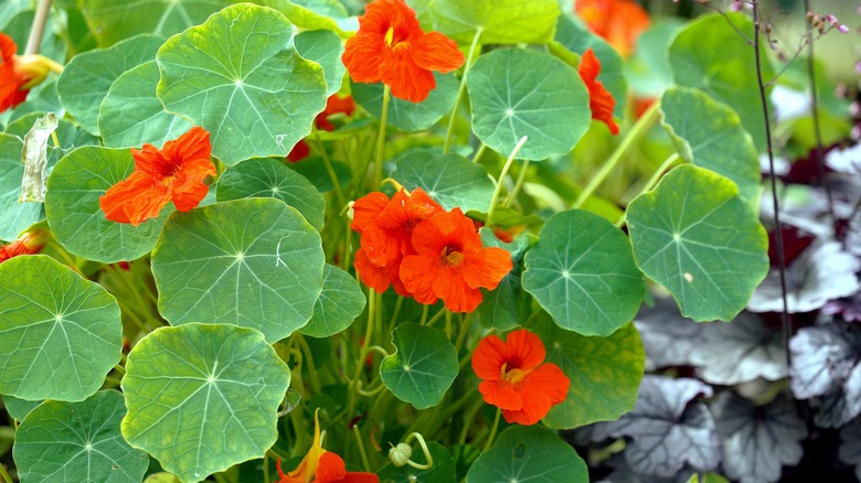 Orange nasturtium flowers in bloom