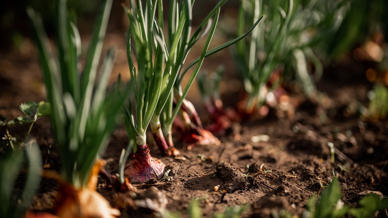 Onion bulbs coming from soil