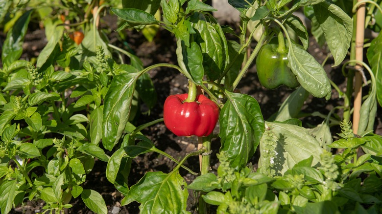 Red bell pepper on plant