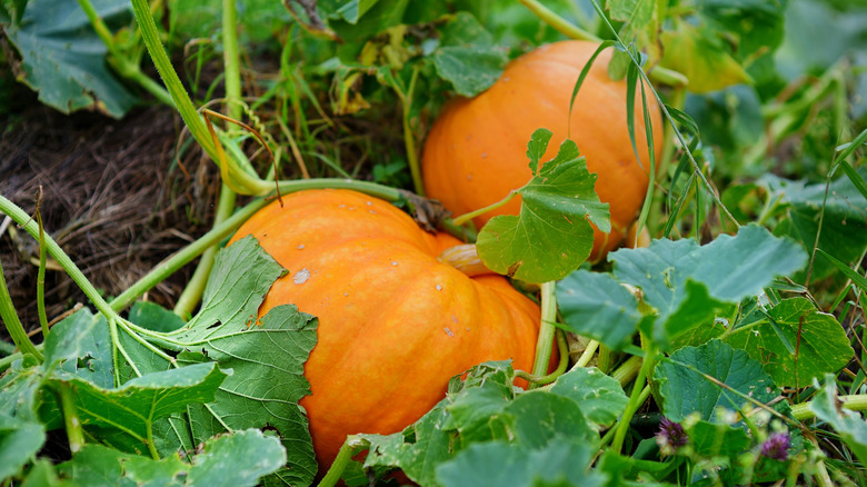 Orange pumpkins on the vine