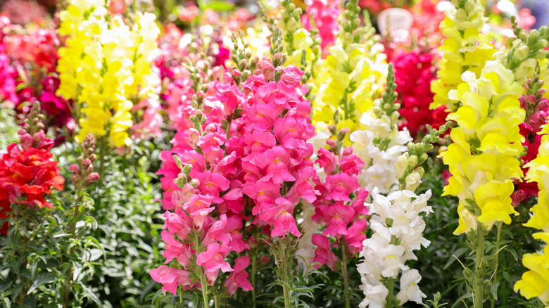 Snapdragons in multiple bloom colors