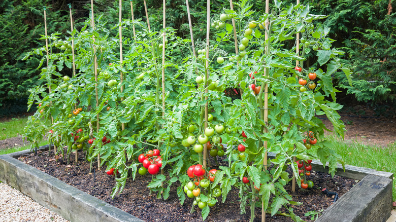 Tomato plants with supporting stakes