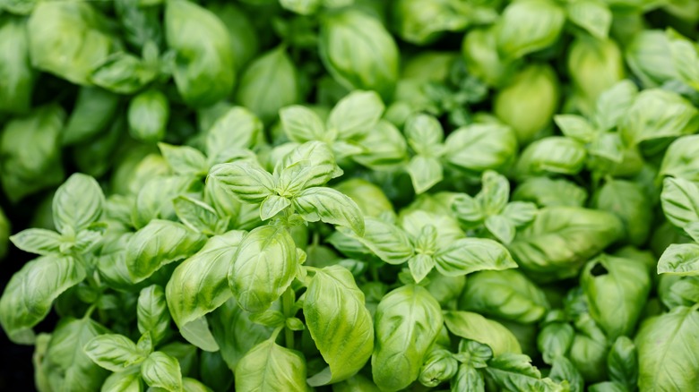 large basil plant