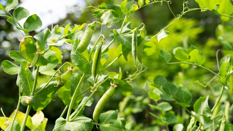 green beans growing on bush