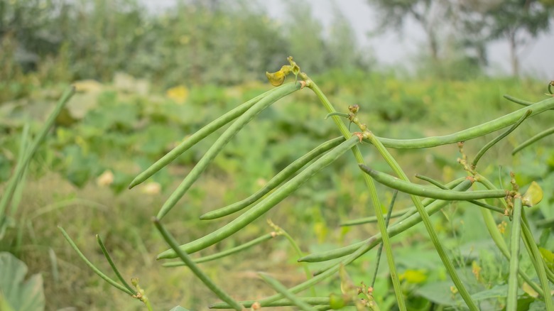 cowpeas growing on plant