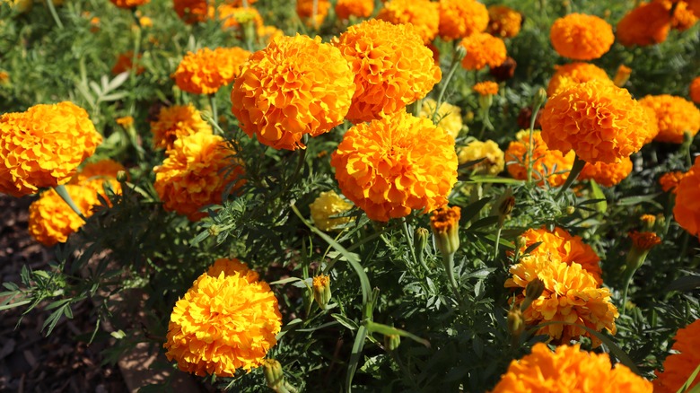 marigold flowers growing in garden