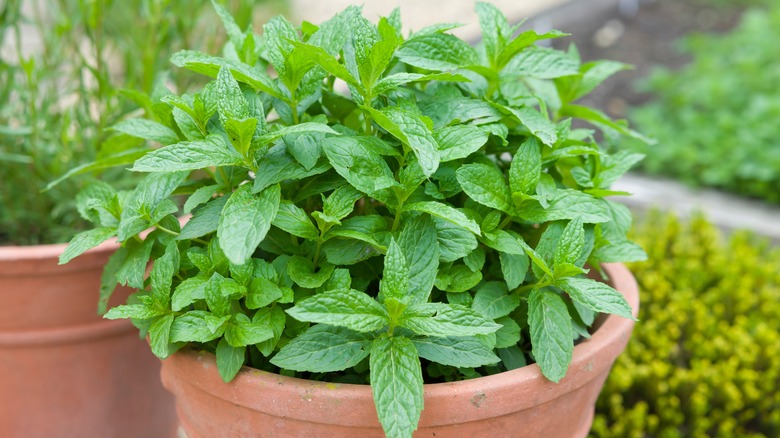 mint growing in terracotta pot