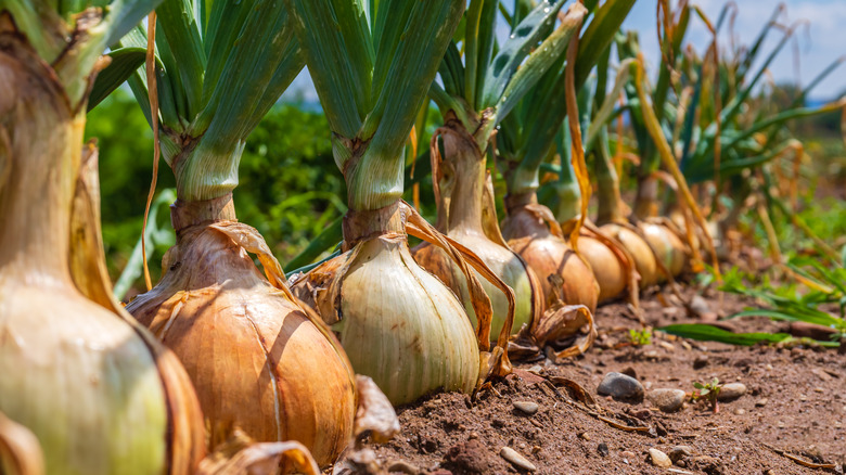 onion bulbs in garden