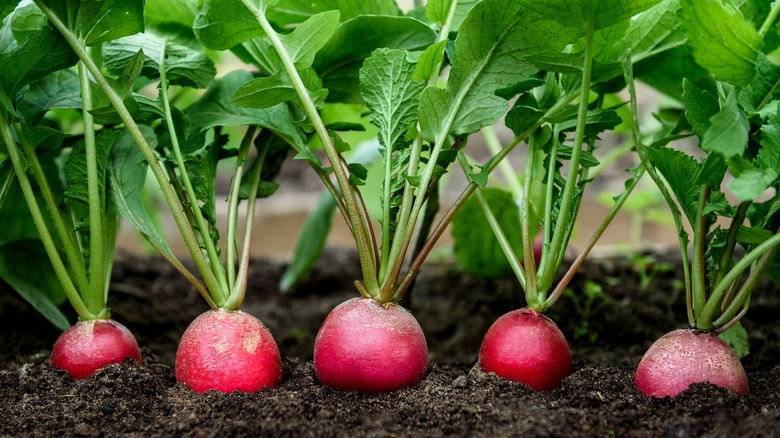 radishes growing in soil