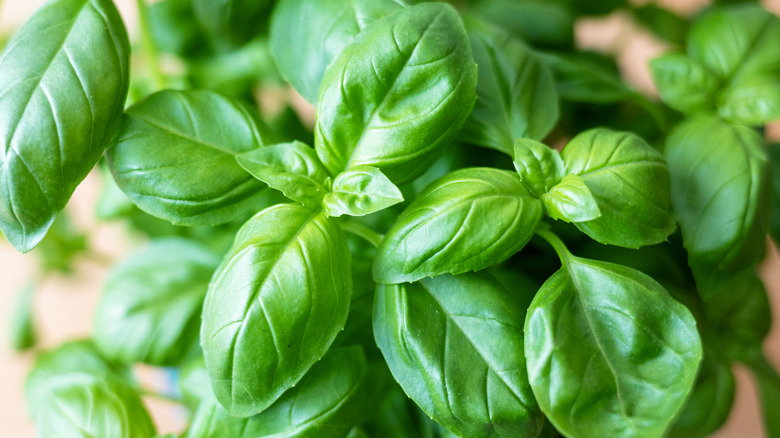 Top view green basil leaves