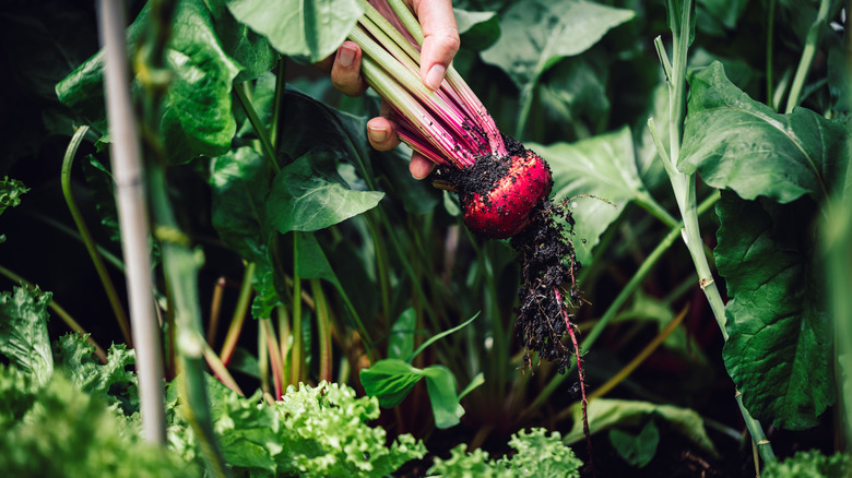 Beets being harvested in garden