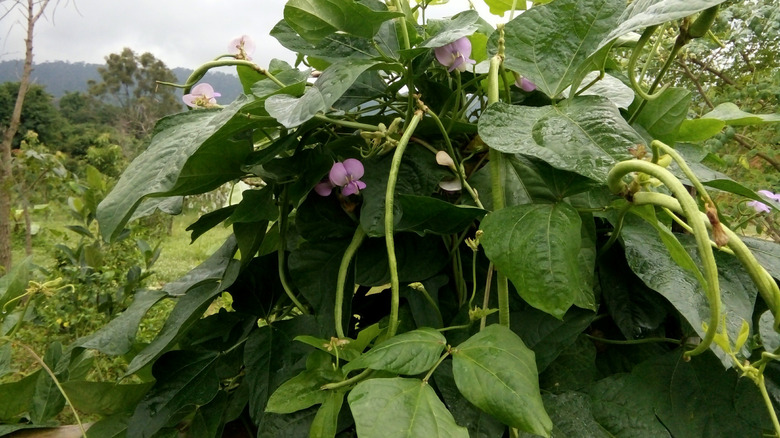 Large black-eyed peas vine