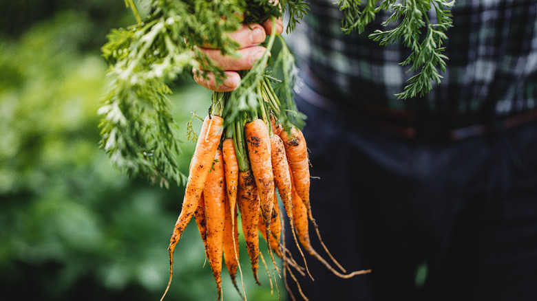 Carrots in gardeners hand