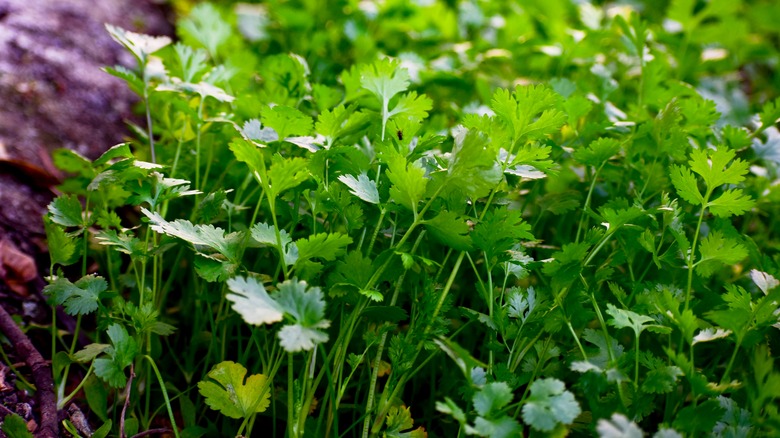 Many cilantro stems and leaves