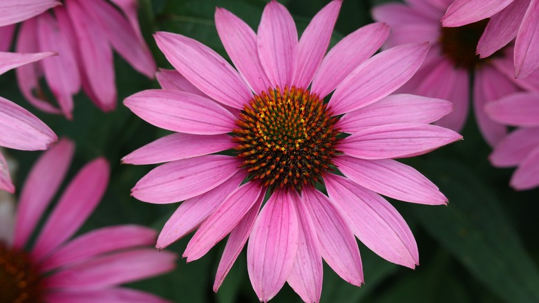 Close up purple blooming coneflowers