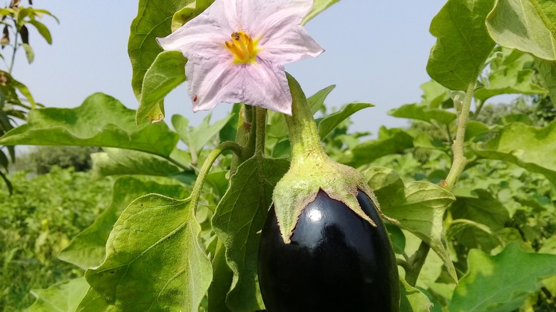 Eggplant plant with white bloom