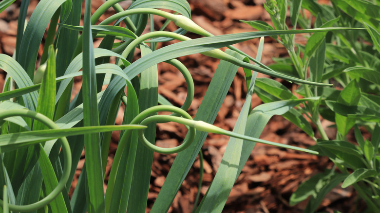 Curly green garlic stems