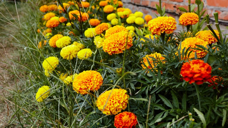 Marigolds planted in a row