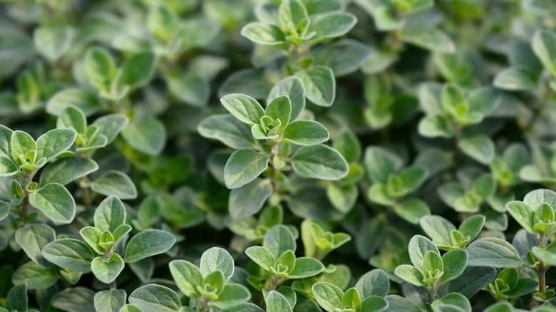 Close up of marjoram leaves