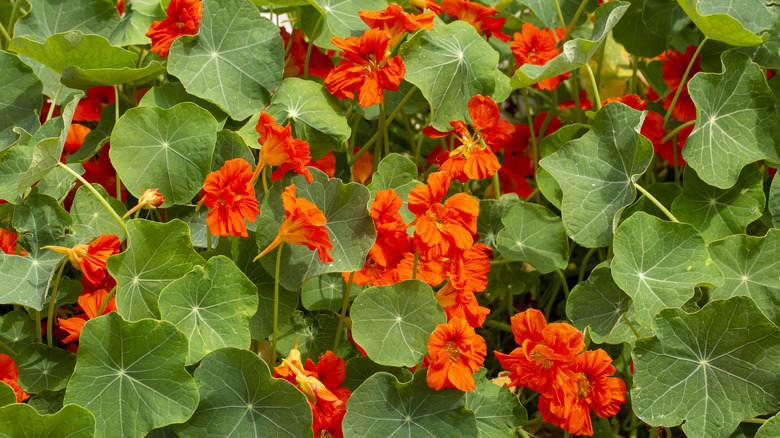 Orange nasturtium flowers in bloom