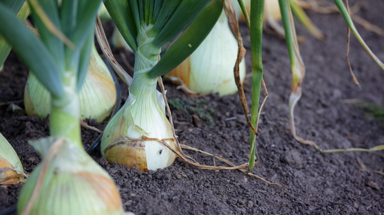 Onions growing in garden