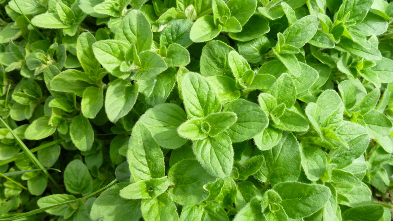 Top view of oregano leaves