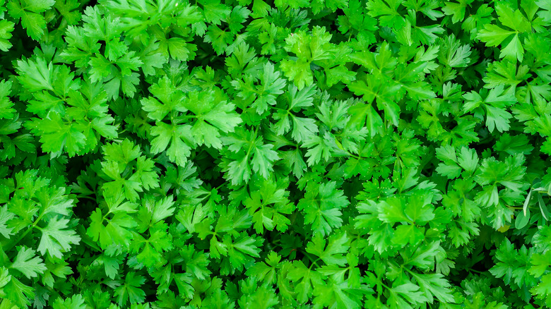 Parsley aerial view in garden