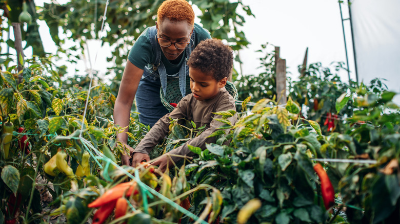 People in garden with peppers