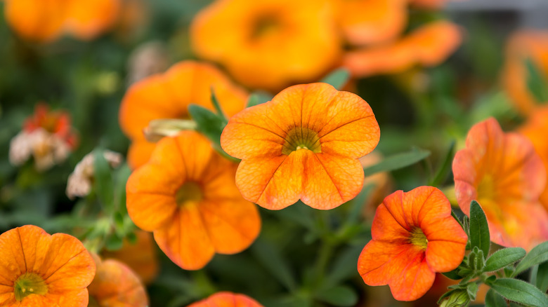 Orange blooming petunias in garden