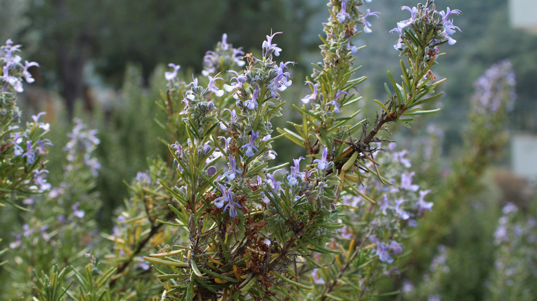 Rosemary bush in bloom