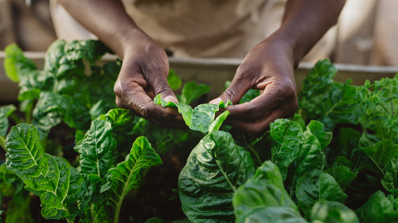 Spinach plants in raised bed