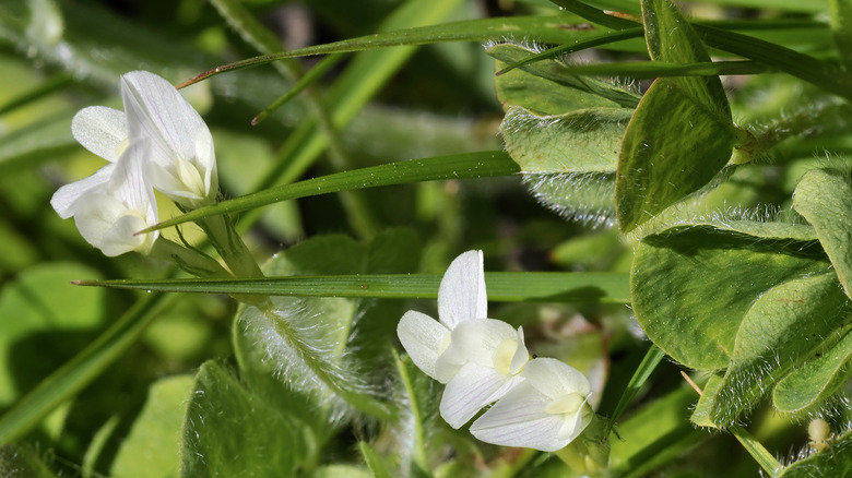 Subterranean clover close up leaves