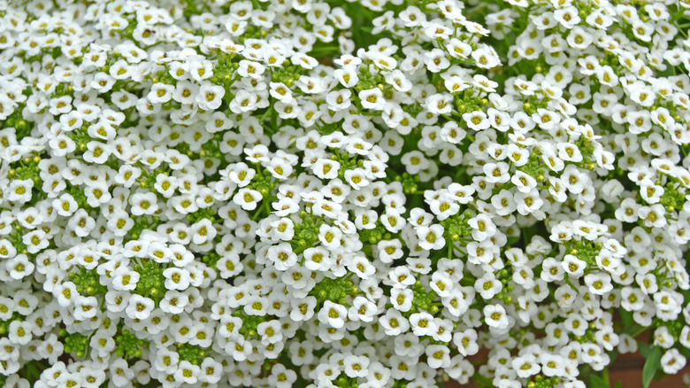 White sweet alyssum flowers blooming