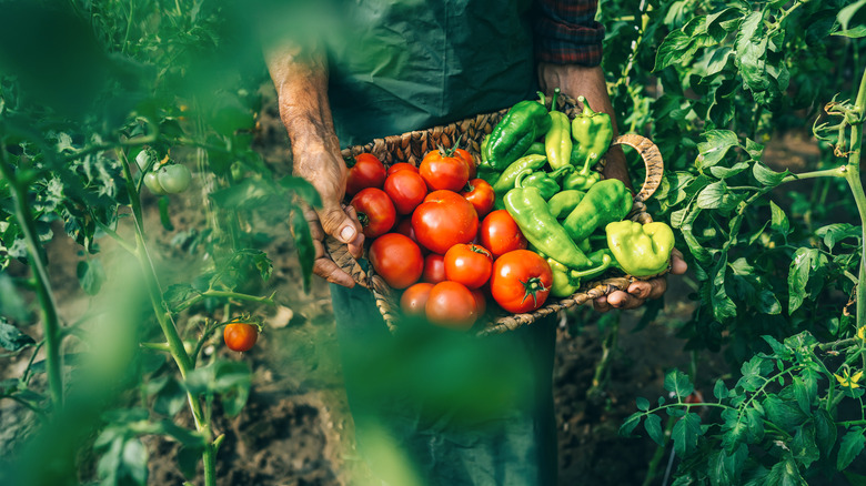 Tomatoes and peppers in basket