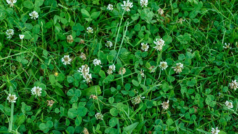 White clover planted among grass